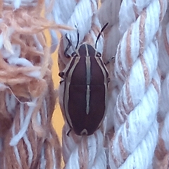 Agonosoma flavolineatum