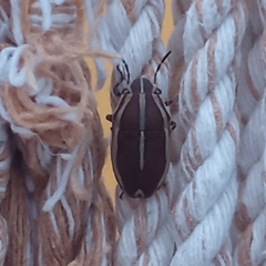 Agonosoma flavolineatum