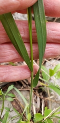 Sorghinae