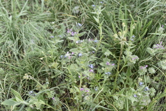 Buglossoides tenuiflora
