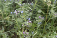 Buglossoides tenuiflora
