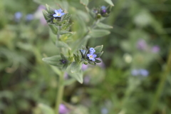 Buglossoides tenuiflora