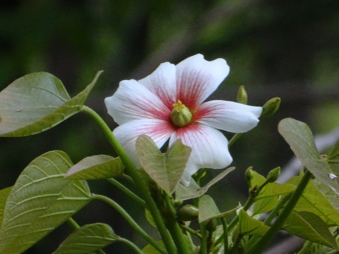 Vernicia fordii (fiore di olio di tung)