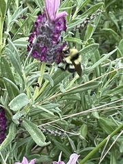 Bombus melanopygus