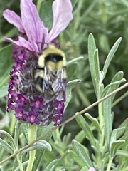 Bombus melanopygus