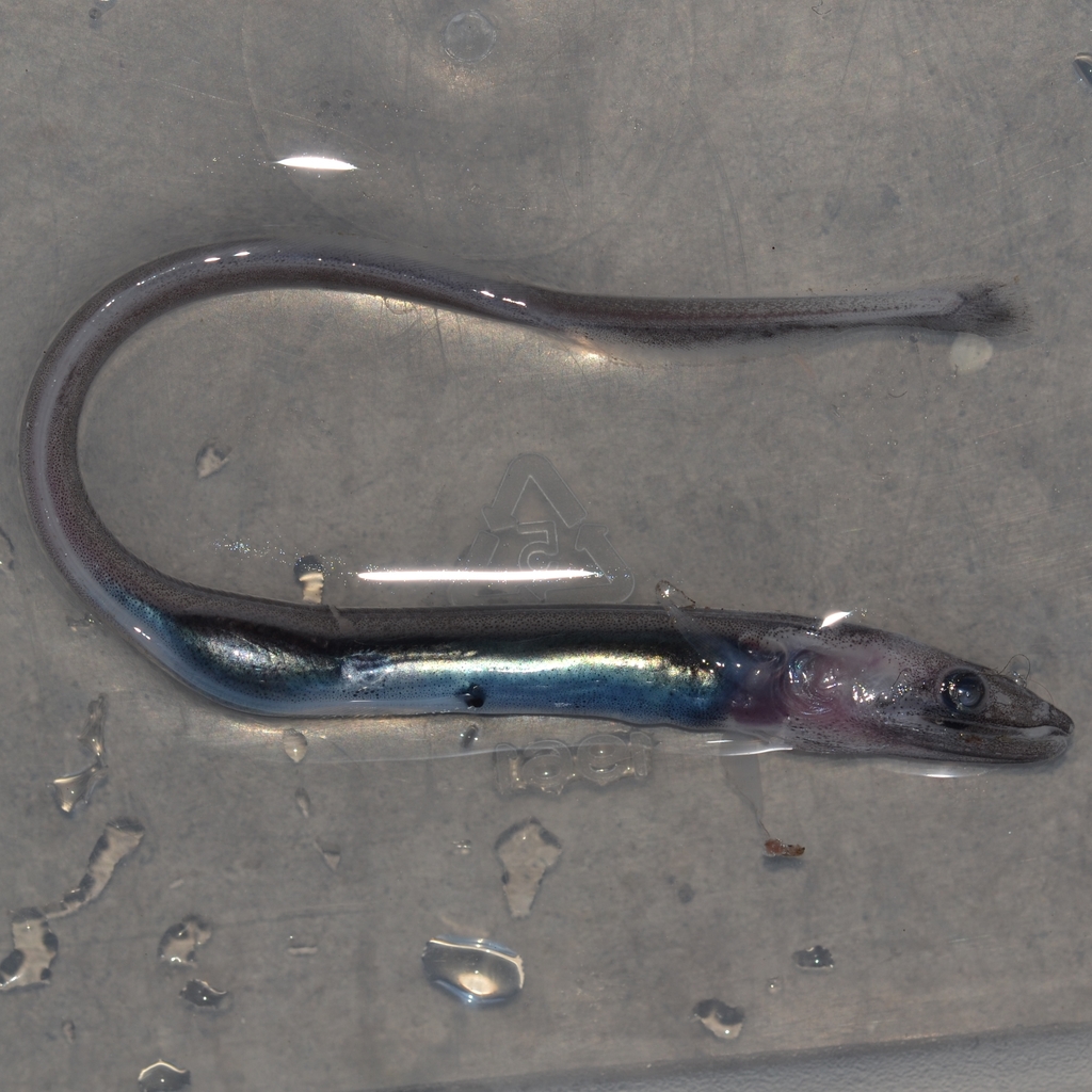 Kaup's Arrowtooth Eel