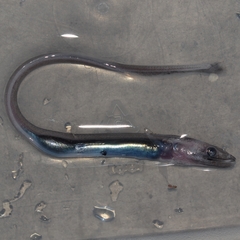 Synaphobranchus kaupii