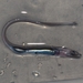 Northern Cutthroat Eel - Photo no rights reserved, uploaded by kbkash