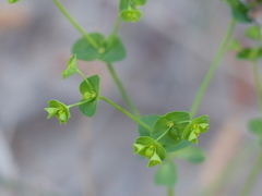 Euphorbia tetrapora