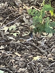 Junco hyemalis