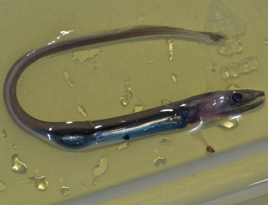 Kaup's arrowtooth eel