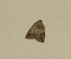 Tolpia conscitulana