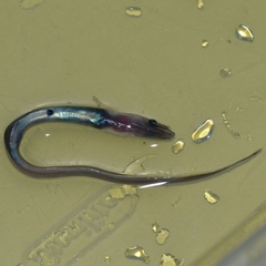 Synaphobranchus kaupii