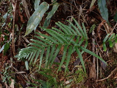 Tapeinidium pinnatum