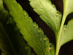 Tapeinidium pinnatum