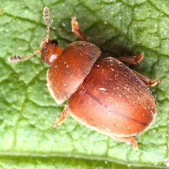 Cychramus luteus
