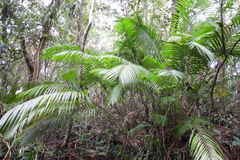 Calamus beccarii