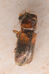 Xylobiops sextuberculatus