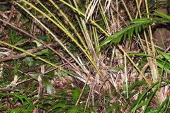 Calamus beccarii