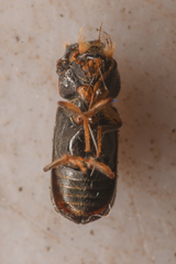 Xylobiops sextuberculatus