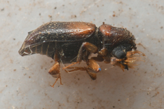 Xylobiops sextuberculatus