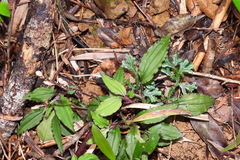 Crepidium roohutuensis