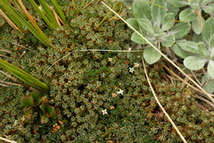 Montitega dealbata