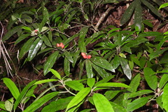 Aucuba chinensis