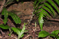 Liparis formosana