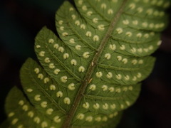 Christella ensifera