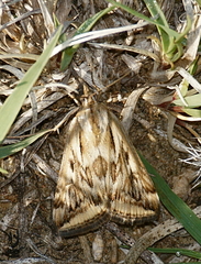 Loxostege cereralis