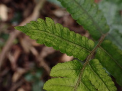 Christella ensifera