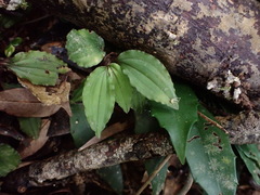 Crepidium roohutuensis