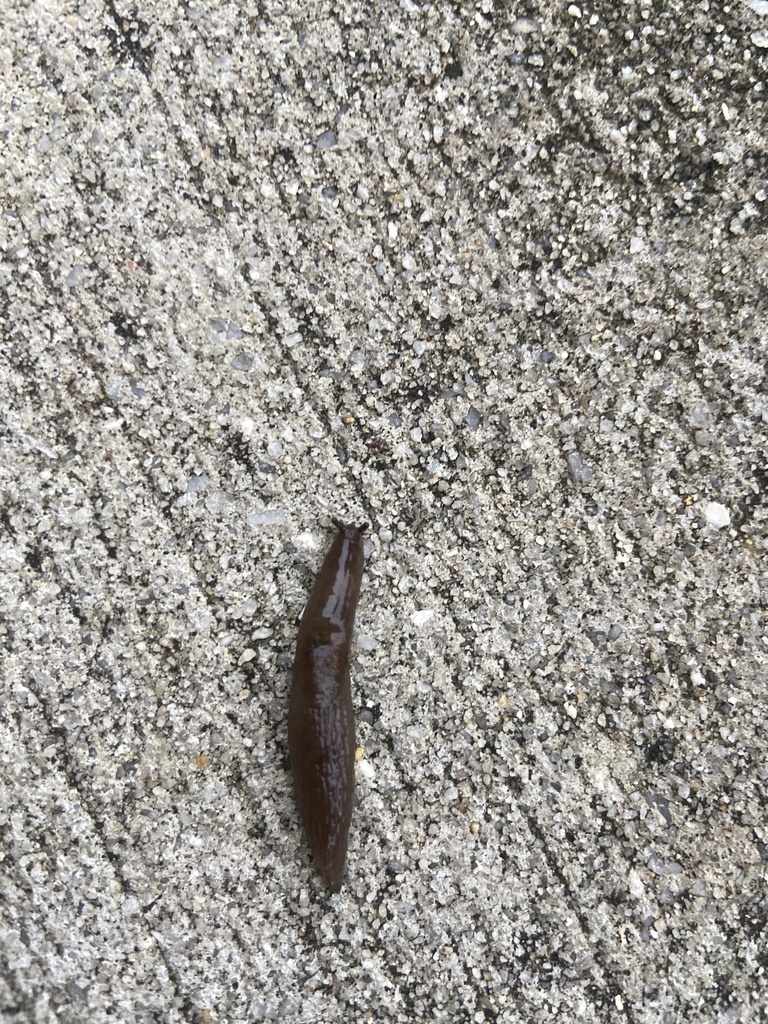 Meadow Slug from Aspen Heights Dr, Statesboro, GA, US on March 24, 2022