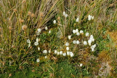 Gentianella montana montana