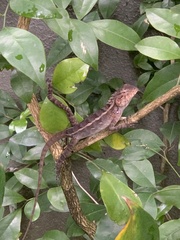 Calotes versicolor