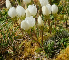 Gentianella montana montana