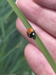 Coccinella californica
