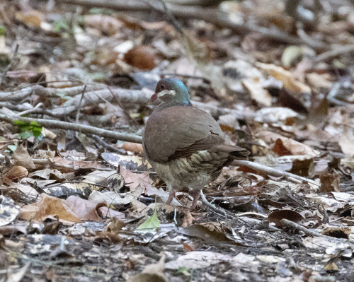 Key West Quail-Dove (Geotrygon chrysia), photo 9