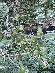 Nycticorax nycticorax