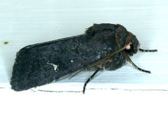 Proteuxoa bistrigula