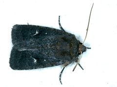 Proteuxoa bistrigula