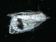 Proteuxoa bistrigula