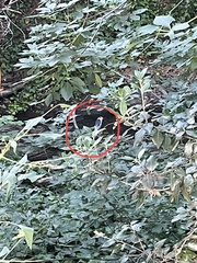 Nycticorax nycticorax