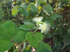 Caryocar brasiliense