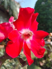 Magnoliopsida