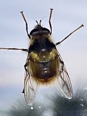 Criorhina bubulcus