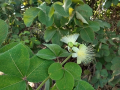 Caryocar brasiliense