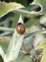 Coccinella californica