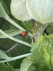 Hippodamia quinquesignata ambigua